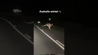 Australia animal 🦘 # kangaroo #shortsvideo