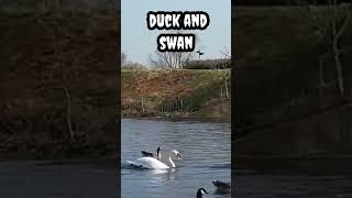 Duck and swan #shorts #viral #trending