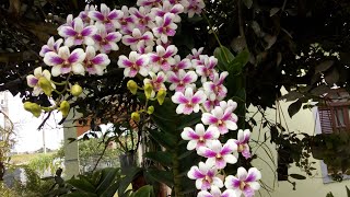 Show de floração | Orquídeas na árvore