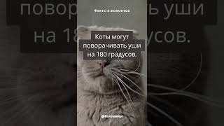 Факты о котах #коты #факты