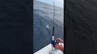 #fishing #fish #fishingvideo #tilefish #bottomfishing #squid #bait #mahi #shimanofishing #fisherman