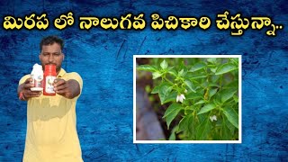 in mirchi crop 4th spray #mirchi_crop   #diafenthiuron @SLR_525  #మిరప_పంట  #గ్రోత్  #మిర్చి