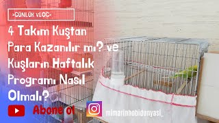 4 Takım Kuştan Para Kazanılır Mı? |  Kuşlarımıza Haftalık Bakım Programı Hazırlıyoruz