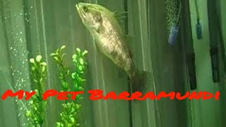 My Pet Barramundi