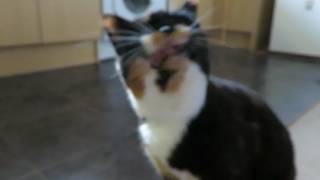 Cat sneezing - Chili Pepper having a sneezing fit