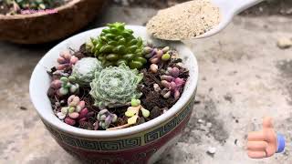 Turning Old Tea Sets into a lovely centerpieces #succulent #plant #plants #garden #gardening #diy