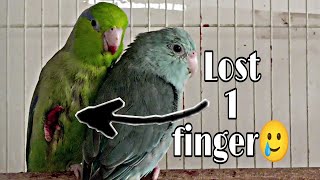 How to treat a Bleeding Cut on Parrot's leg? Tips to Stop parrot from Bleeding || All About Pets