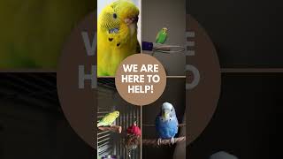 Budgie/Parakeet Care