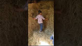 Playing On Hay Bales|Cute Expressions|Viral| #projectfarm #shortvideo| #youtubeshorts#viralshort