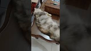 #VIDEOSHORTS #PECINTAKUCING #KUCINGLUCU