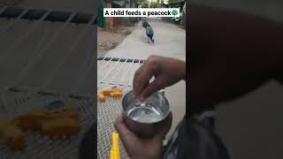 A young child feeds a peacock | મોરનો મોર નો અવાજ | મોરનો લાઈવ વિડિઓ