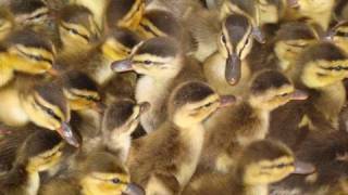 Ducklings on the Move