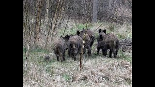 Krótko z lasu 23 - Dziki - dziki.... i locha z prosiakami.