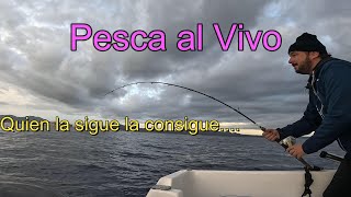 Pesca al Vivo