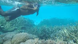 Snorkeling in the Solomon Islands