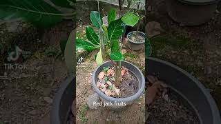 Red jack Fruits  #nature #pot plants# ගිනි කොස්