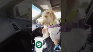 Copilot in the RS, Darla Doodle Pup Cup