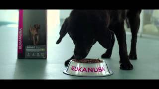 Eukanuba pour une espérance de vie exceptionnelle