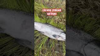 columbia river spring chinook salmon drano #fishing #pnw #salmon #outdoors #river