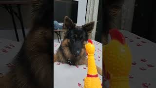 German shepherd dog playing with chicken toy