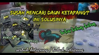 Review Serbuk Ketapang Thai & Cara Menggunakannya (Colourful Powder for Betta)