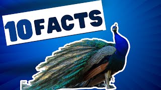 10 Fascinating Facts About Peacocks