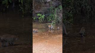 Found a group of monkeys #ipoh #malaysia #park #cute #wildlife #apes #cool #shorts