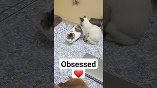 Viral reels music // I am obsessed with this Viral trend  #cat #cutenessoverloaded #urduvlogs