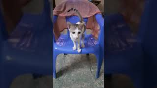 மியாவு மியாவு பூனை, மீசை வைத்த பூனை 😻 😀