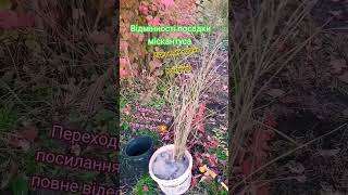 Вітаю ПІДПИШИСЬ SUBSCRIBE #shorts #youtubevideo  #gardening