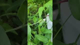 Setting Judy free in the wild! #asmr  #guineapig #relaxing