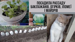 #39 Посадила рассаду баклажанів, помідорів, іпомеї і майорів/Масяня освоює теріторію дачі все далі