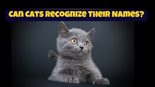 Can Cats Recognize Their Names? | Signs Of Cat Name Recognition