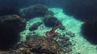 Medusa urticante, pelagia noctiluca, detta medusa luminosa, nelle acque cristalline della Calabria.