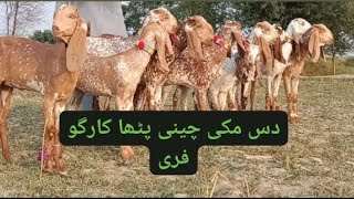 10 مکھی چینیاں پٹھ مدرسہ نسل کی عمر 12 ماہ قیمت 27500 کارگو فری احمد اینیمل فارم 03045896486