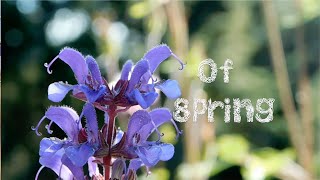 Of Spring // Vlog