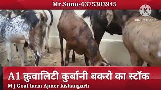 A1 क्वालिटी || 50 बकरो का स्टॉक || कुर्बानी बकरे ||visit एम जे बकरी फार्म किशनगढ़ #qurbanicollection