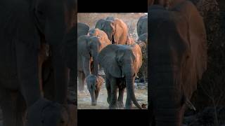 Elephant Herd Walking in the Wild #animals #wildlife #elephant #shorts