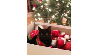 Cute Kitten at Christmas