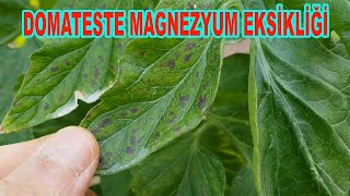 DOMATESTE TİPİK MAGNEZYUM EKSİKLİĞİ (80)