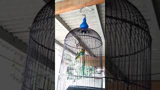 Lovebird betina Birahi hampir jebol birahi