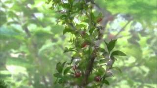 Prunus tomentosa & Elaeagnus multiflora