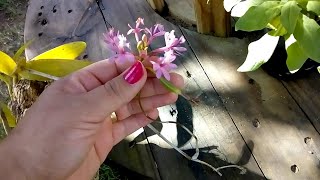 Minhas orquídeas | Orquídea com cápsula de sementes