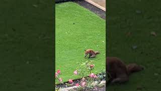 Fox Just Chilling in the Garden #nature #fox #foxes