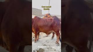 Cow mandi quetta #cow #bakramndi #quetta