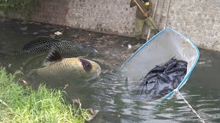 Amazing !!  Action to Catch Thousands of Moss Cleaning Fish