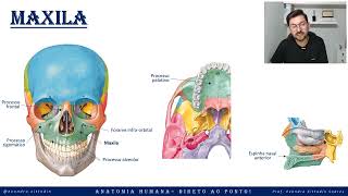 Maxila - Anatomia do crânio - Sistema esquelético - Anatomia direto ao ponto!