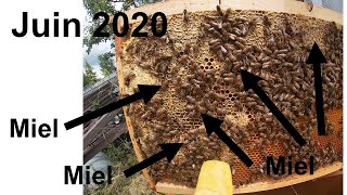 3 minutes pour reconnaître propolis, nectar et miel. Visite express de ruche