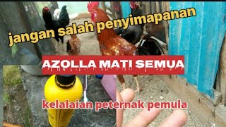 Akibat salah tempat menyimpan jadi begini#peternakmandiri #ayamkampung