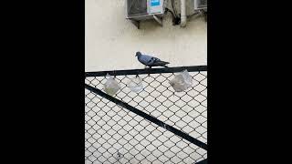 A pigeon tries really hard to drink water